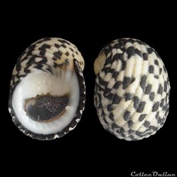 Neritidae - Nerita tessellata (Gmelin, 1791)