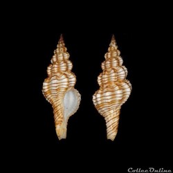 Fasciolariidae - Polygona filosus (Schubert & Wagner, 1829)