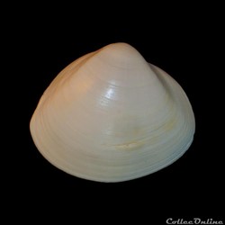Mactridae - Mactra stultorum (Linné, 1758)