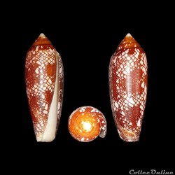 Darioconus auricomus (Hwass in Bruguières, 1792)