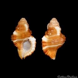 Cymatiidae - Septa occidentalis (Mörch, 1877)