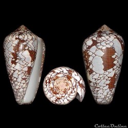 Darioconus behelokensis (Lauer, 1989)