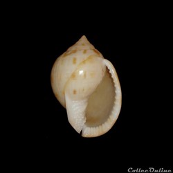 Cassidae - Semicassis granulata (Born, 1778)