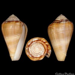 Lautoconus (Lautoconus) belairensis (Pin & Leung Tack, 1989)