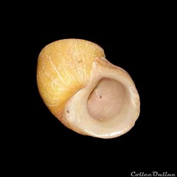 Littorinidae - Littorina obtusata (Linné, 1758)