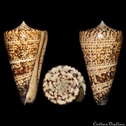 Calibanus thalassiarchus f. castrensis (Gould,1842)