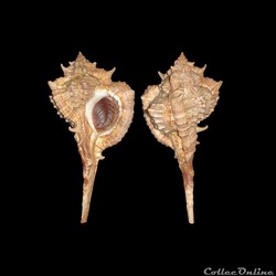 Muricidae - Vokesimurex messorius (Sowerby II, 1841)
