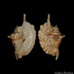 Strombidae - Lobatus gallus (Linné, 1758)