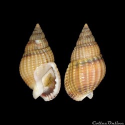 Nassariidae - Tritia reticulata (Linné, 1758)