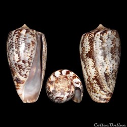 Gastridium cuvieri (Crosse, 1858)