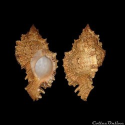 Muricidae - Phyllonotus pomum (Gmelin, 1791)