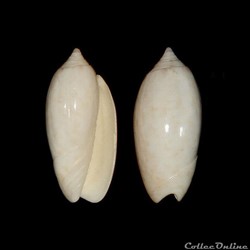 Olividae - Oliva reticularis (Lamarck, 1811)