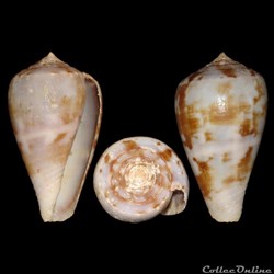 Chelyconus ermineus ermineus (Born, 1778)