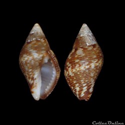 Pisaniidae - Pisania striata (Gmelin, 1791)