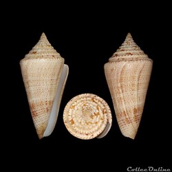 Tenorioconus granarius (Kiener, 1845)