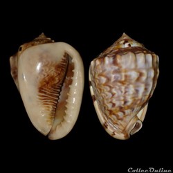 Cassidae - Cassis flammea (Linné, 1758)