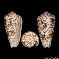 Darioconus omaria f. patonganus (da Motta, 1982)