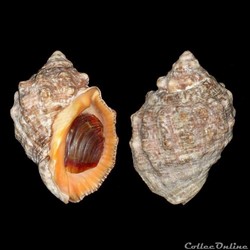 Muricidae - Stramonita haemastoma (Linné, 1767)