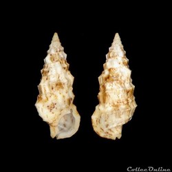 Cerithiidae - Cerithium eburneum (Bruguière, 1792)