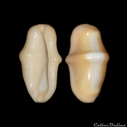 Ovulidae - Cyphoma gibbosum (Linné, 1758)