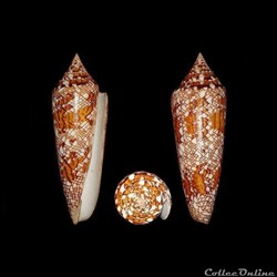 Cylinder bengalensis (Okutani, 1968)