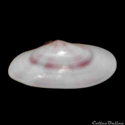 Tellinidae - Tellina radiata (Linné, 1758)