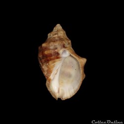 Muricidae - Stramonita rustica (Lamarck, 1822)