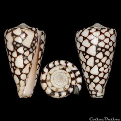 Conus marmoreus (Linné, 1758)
