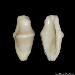 Ovulidae - Cyphoma signatum (Pilsbry & McGinty, 1939)