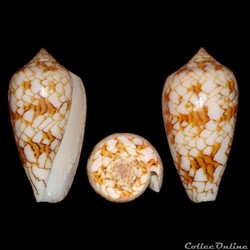 Cylinder archiepiscopus f. sirventi (Fenaux, 1943)