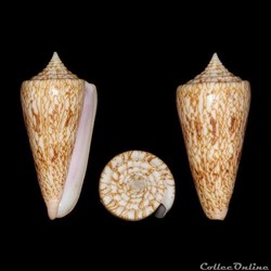 Phasmoconus (Phasmoconus) neptunus (Reeve, 1843)