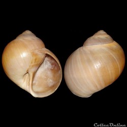 Naticidae - Euspira catena (da Costa, 1778)