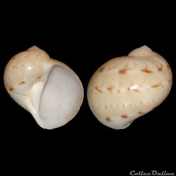 Naticidae - Naticarius canrena (Linné, 1758)