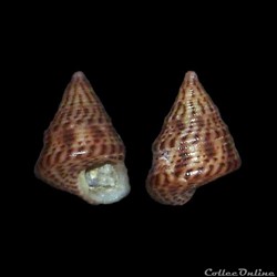 Trochidae - Jujubinus exasperatus (Pennant, 1777)