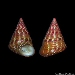 Trochidae - Jujubinus striatus (Linné, 1758)