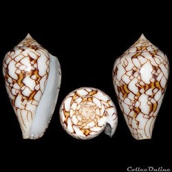 Cylinder archiepiscopus f. verriculum (Reeve, 1843)