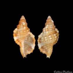 Cymatiidae - Monoplex aquatilis (Reeve, 1844)