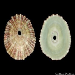 Fissurellidae - Fissurella angusta (Gmelin, 1791)