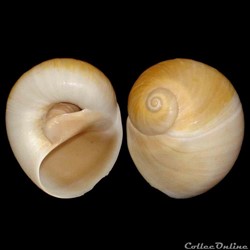 Naticidae - Neverita josephinia (Risso, 1826)