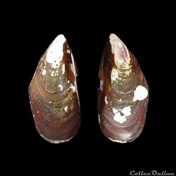 Mytilidae - Perna perna (Linné, 1758)