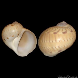 Naticidae - Naticarius canrena (Linné, 1758)