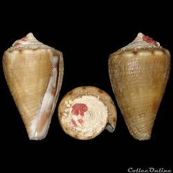 Conidae - Monteiroconus mus (Hwass in Bruguière, 1792)