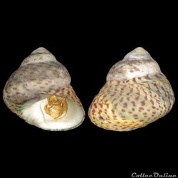 Trochidae - Phorcus mutabilis (Philippi, 1846)