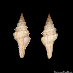 Clavatulidae - Clavatula diadema (Kiener, 1840)