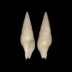 Clavatulidae - Perrona aculeiformis (Lamarck, 1816)