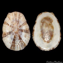 Lottiidae - Lottia antillarum (Sowerby I, 1831)