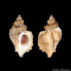 Muricidae - Ocenebra erinaceus (Linné, 1758)