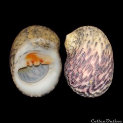 Neritidae - Nerita peloronta (Linné, 1758)