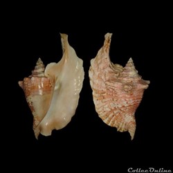 Strombidae - Lobatus gallus (Linné, 1758)
