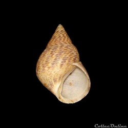 Littorinidae - Littoraria angulifera (Lamarck, 1822)